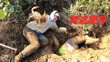思乡渔夫赶海 这个螃蟹大的出奇，渔夫说里面住的8斤大螃蟹，3个人挖了2小时出货!