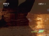人与自然 《人与自然》20141018 自然故事：野狗纽基（上）