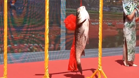 河南南湾湖开渔节头鱼半人多高，男子现场竞拍68000成交