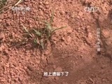 走近科学 《走近科学》 20150212 动物伤人事件簿