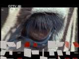 自然传奇 《进化》 眼睛 自然传奇 20110329