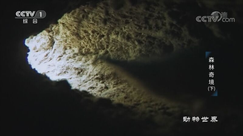 动物世界 《动物世界》 20201025 森林奇境（下）