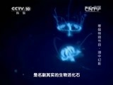 地理中国 《地理中国》 寒假特别节目·湖中幻影 20150130
