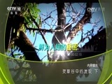 地理中国 《地理中国》 20170622 灵草谷中的发现（下）