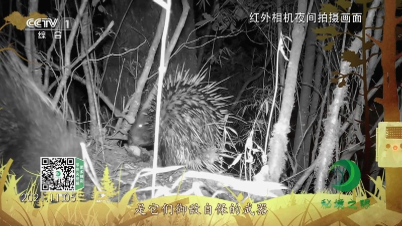 秘境之眼 《秘境之眼》 豪猪 20230327