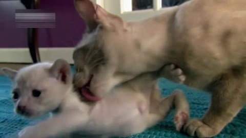 萌宠养成计划 代理女王照顾小猫