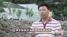 致富经 [致富经]甩不掉的女人帮他带来百万财 20160912