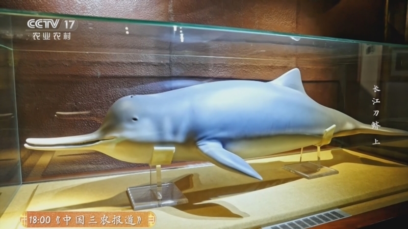 《乡土中国》 20260114 长江刀鲚 上