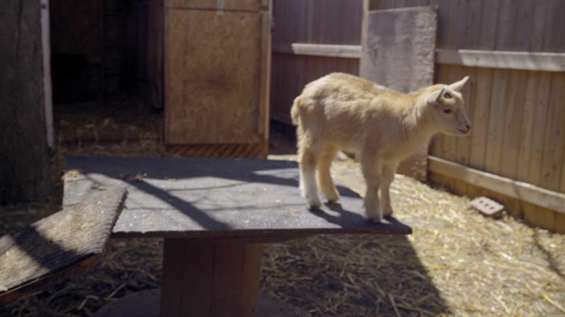 《山羊的奇妙世界》第1集