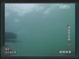 动物世界 《动物世界》 20160909 野性零距离（一）