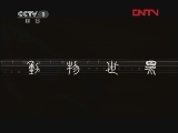 动物世界 《动物世界》 20111226