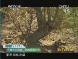 远方的家 《远方的家》 20141006 边疆行（77） 寻找天山雪莲