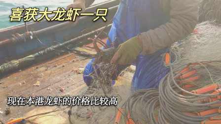 彪哥去拉放在外海一整夜的渔网，收获大龙虾，现在龙虾价格比较高