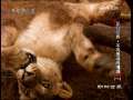 动物世界 动物世界 2009年 第156期