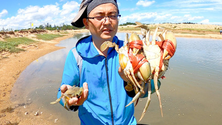 思乡渔夫赶海 渔夫新菜地赶海，大石板底下发现意外收获，掏出刚蜕壳的螃蟹