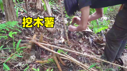 原始丛林人苏门答腊 第二季 东南亚野外生存，山上找到很多木薯，收获新的粮食作物