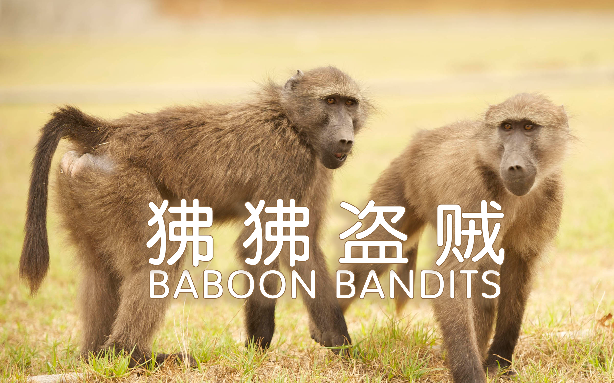 Whale of a Time 欢乐时光