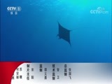 动物世界 《动物世界》 20180413 海中世界多神奇