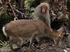 野性日本第2集：西南部群岛