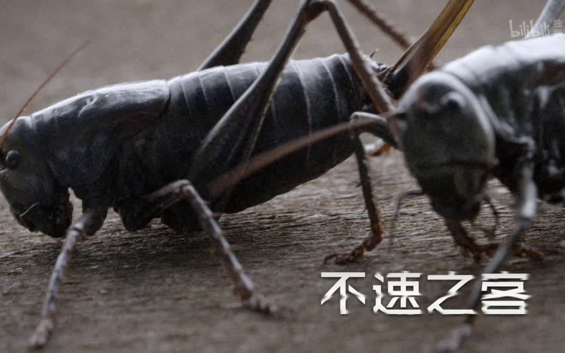 食同类者的入侵