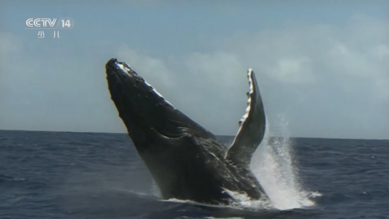 《智慧树》 20251216