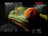 动物世界 《动物世界》 20110826