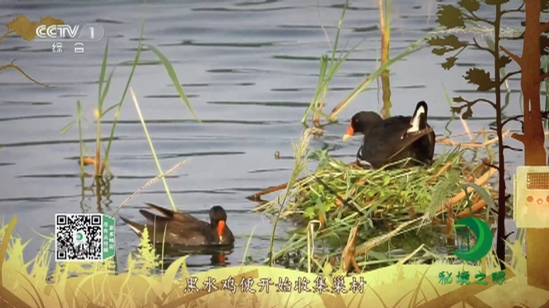 秘境之眼 《秘境之眼》 黑水鸡 20221208