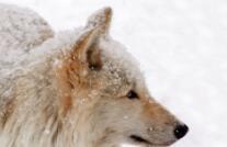 Natural World A Wolf Called Storm