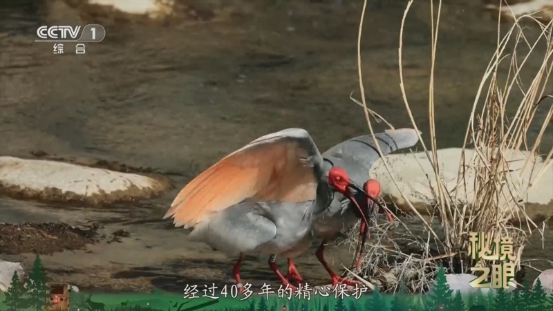秘境之眼 《秘境之眼》 朱鹮 20250307