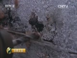 消费主张 《消费主张》 20150917 网购揭秘——海鲜鲜度全追踪