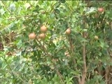 焦点访谈 《焦点访谈》 20160901 守住好山水 过上好日子