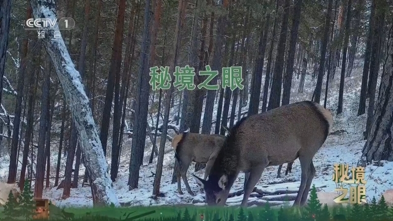 秘境之眼 《秘境之眼》 马鹿 20250417