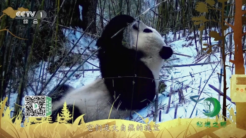 秘境之眼 《秘境之眼》 大熊猫/朱鹮/扬子鳄/海南长臂猿 20230211