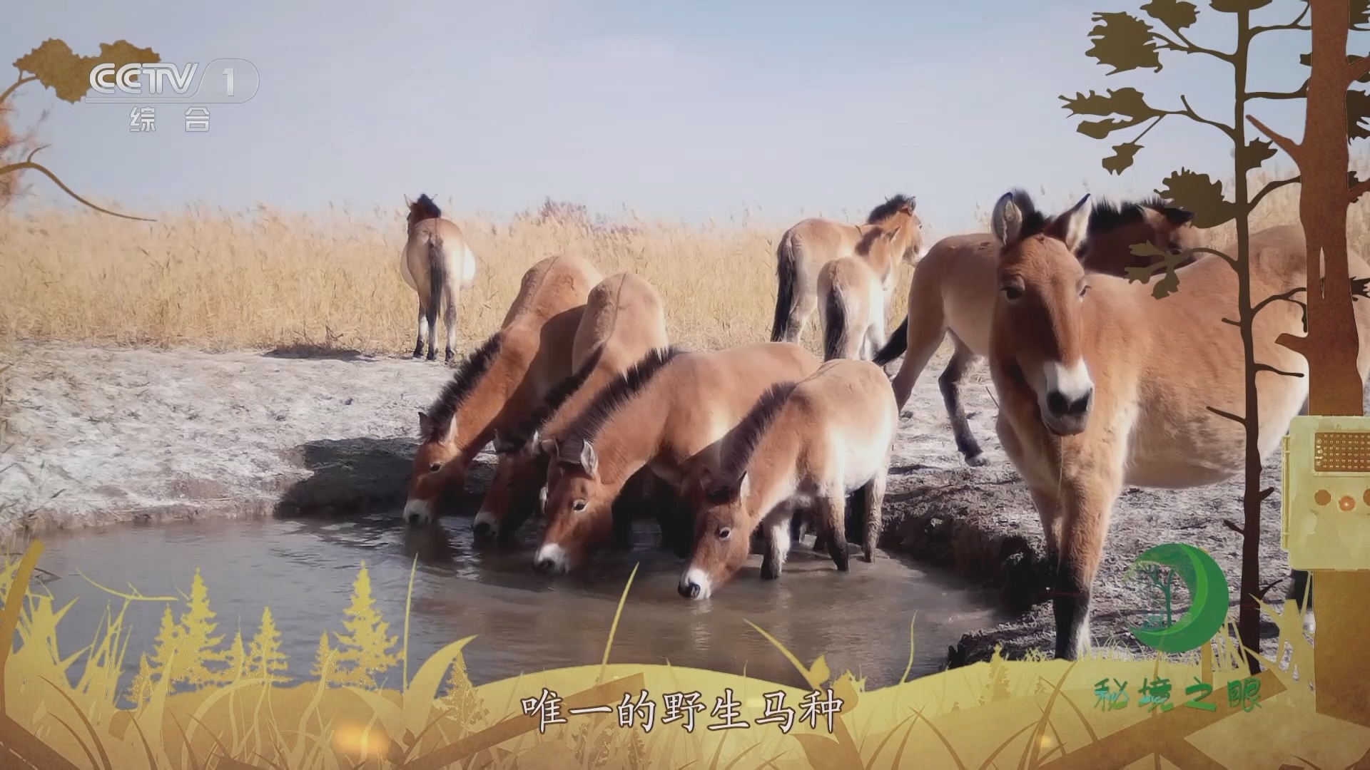 秘境之眼 《秘境之眼》 普氏野马 20231025