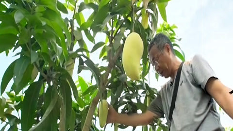 与梦想合拍 芒果香甜满树梢