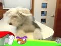 狗狗日记 第129天 心丝虫