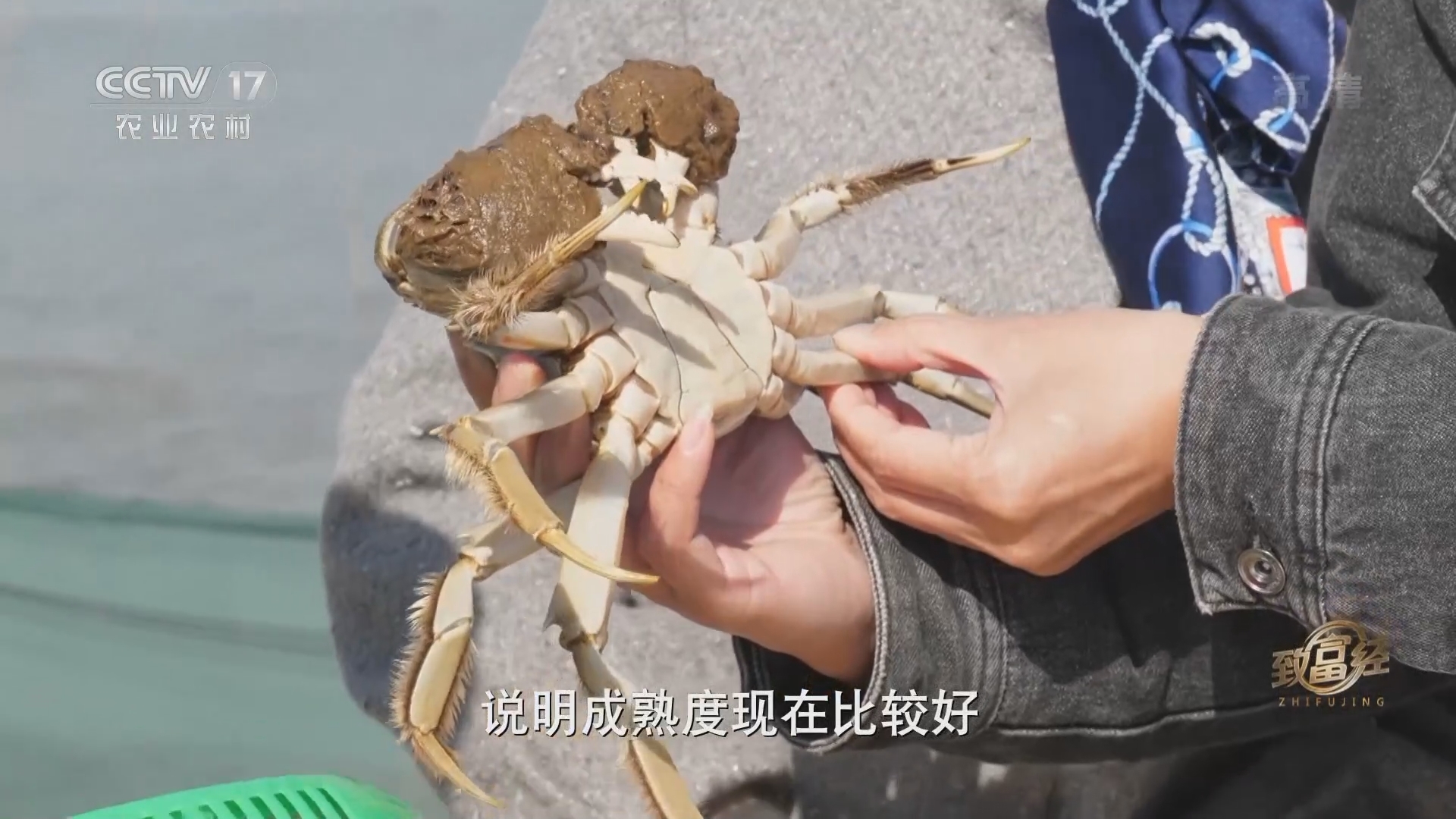《致富经》 20211222 子承父业 老塘养出大螃蟹