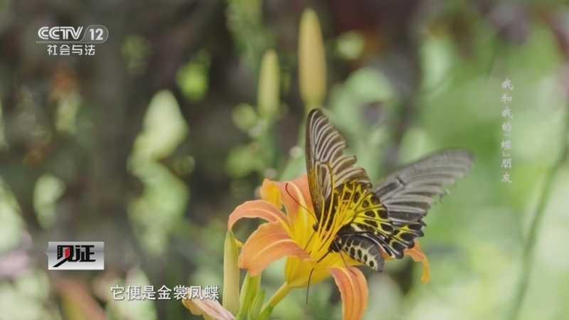 《见证》 20260125 我和我的“蝶”朋友