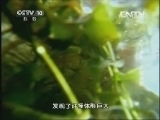 地理中国 水下秘影-冰湖异景《地理中国》 20131110