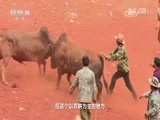 地理中国 《地理中国》 20161117 石林迷云（下）