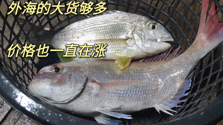 南澳岛赶海日记 渔民远赴外海捕鱼，捉到的大货还是挺多的，而且最近海鲜价格一直疯涨