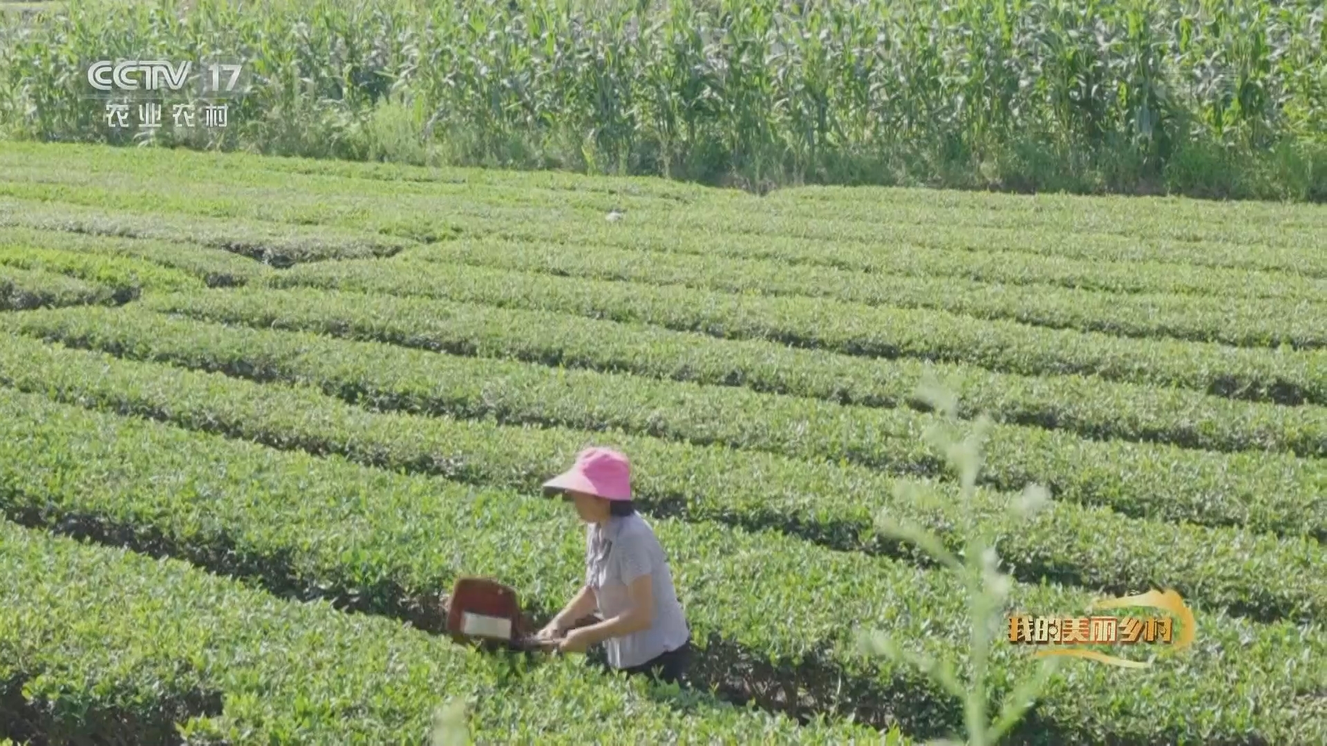 《我的美丽乡村》 20211206 鄂西大山里的侗寨风情
