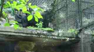 动物园的朋友们_美洲豹