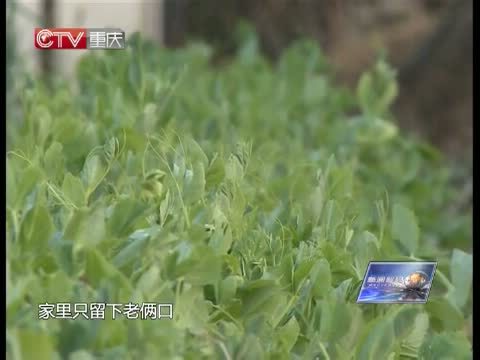 新闻解码 《新闻解码》 20150206 新春说年味：年货的味儿