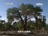走近科学 《走近科学》 20150107 塔里木传奇之拯救母亲河