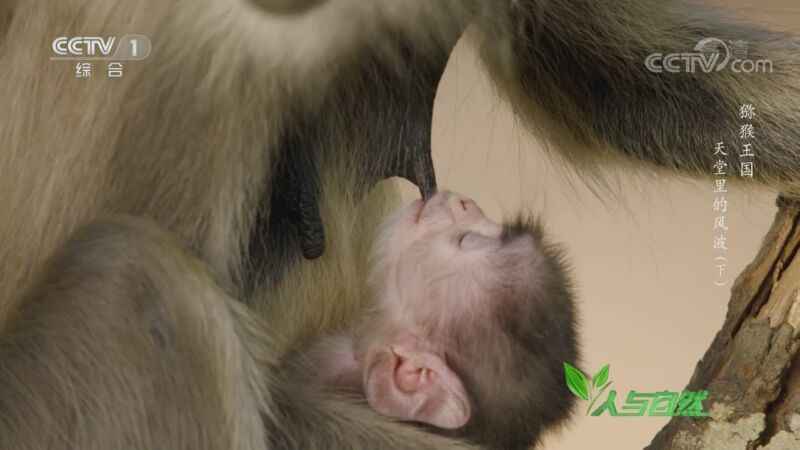 人与自然 《人与自然》 20200928 猕猴王国——天堂里的风波（下）