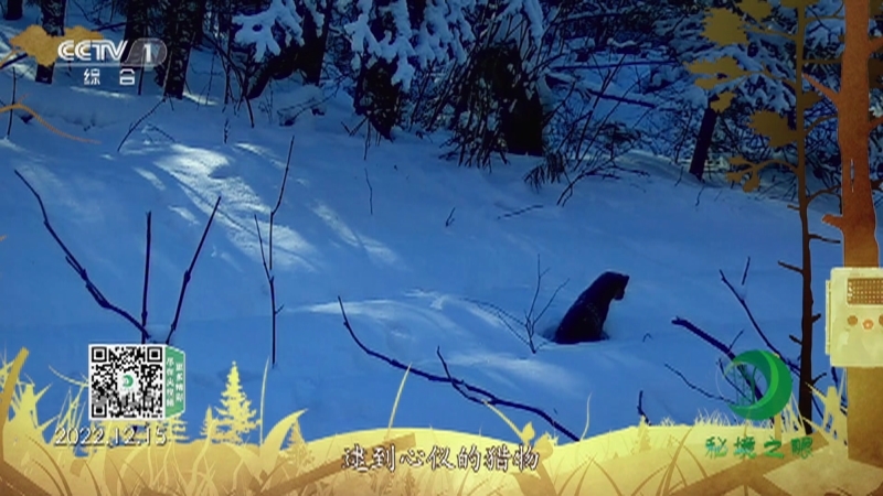 秘境之眼 《秘境之眼》 紫貂 20230220