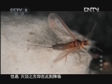 白蜡传奇