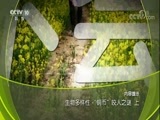 地理中国 《地理中国》 20180522 生物多样性·“铜币”咬人之谜（上）