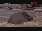 《寰宇视野》 20110621 大迁徙 角马群里的间谍 第二集 横渡